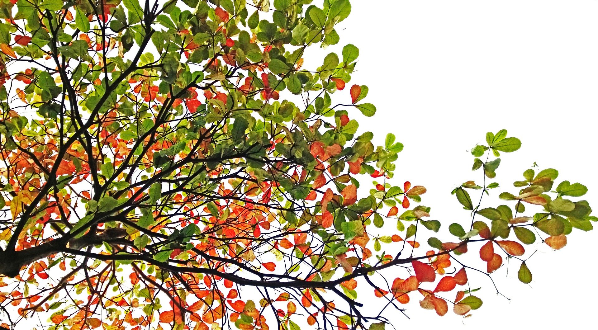 Árbol que representa la tranquilidad de realizar una terapia con Pablo Psicólogo en Ponferrada